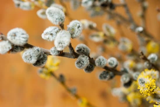 How to Decorate Your Home French Country Style 1 Step-by-step guide on how to decorate your home French country style with elegant accents