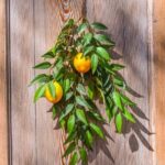 How to Decorate Your Home Screen With Widgets Step-by-step guide for customizing your home screen with widgets on any device