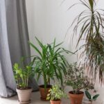 How to Decorate Home Screen on Iphone How to decorate your iPhone's home screen with personalized icons and widgets