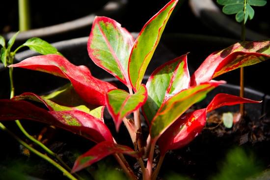 Step-by-step guide on how to decorate the interior of your home for a personalized touch