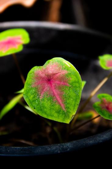 Affordable tips and tricks for decorating a mobile home on a budget