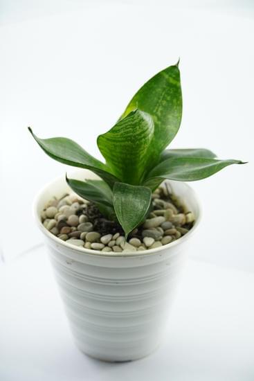 Step-by-step guide on creating stunning home decor with Cricut - learn how to make it!