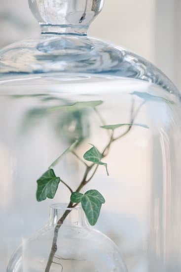 How to decorate a homemade black forest cake with chocolate shavings and cherries for a stunning finish