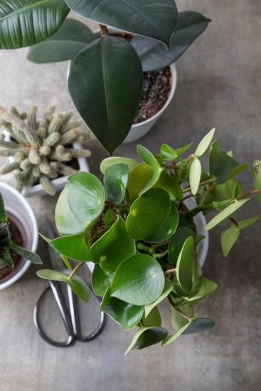 What Is Considered Home Decor: A Guide to Stylish and Functional Interior Design Accents