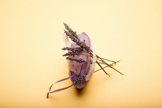 Do Octopus Decorate Their Homes 1 Image of octopus decorating its den with shells and plants - DO OCTOPUS DECORATE THEIR HOMES