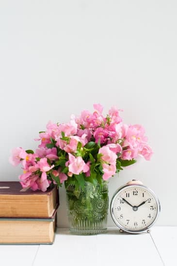 How Cephalopods Decorate Their Homes 1 How cephalopods decorate their homes: intricate patterns and clever camouflage techniques