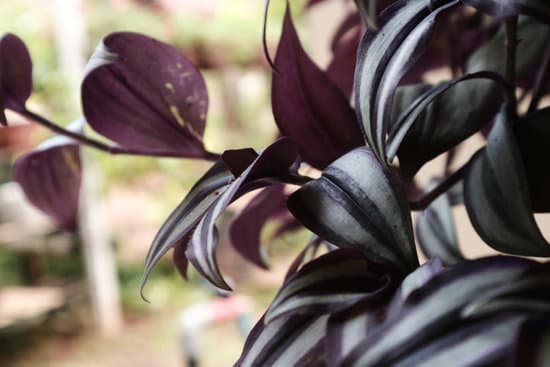 How Americans Decorate Their Homes in Christmas: Unique holiday-themed displays and classic festive ornaments