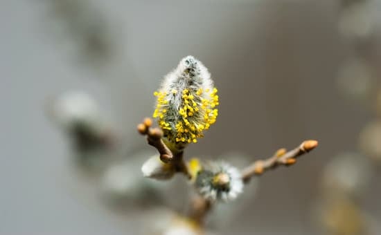 How to Decor Your Home With Indoor Plants 1 5 Creative Ways to Bring Greenery Indoors