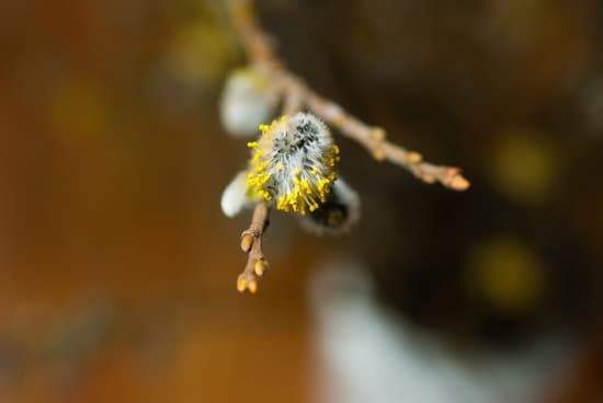 Mysterious, sensual decor exudes depth and intensity