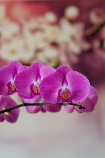 Step-by-step guide on how to decorate home for first birthday party