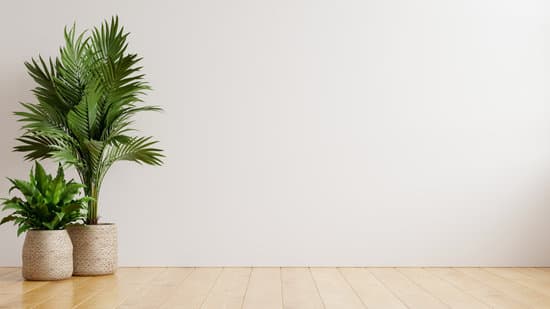 HOW TO DECORATE WITH PLANTS IN HOME